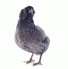 Blue Ameraucana